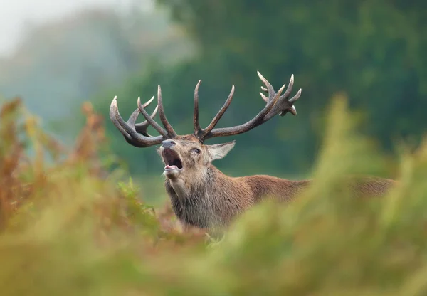 Red Deer Stag Bellowing Rut Autumn — Stock Photo, Image