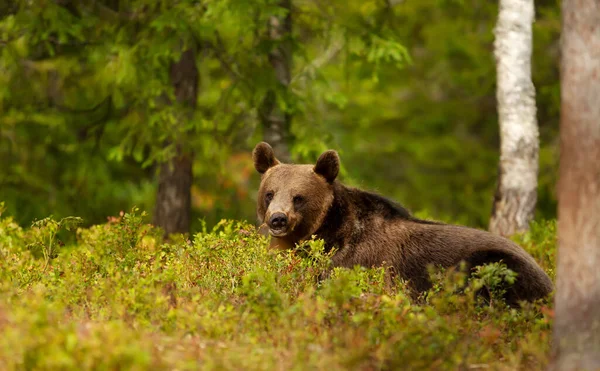 Лісі Фінляндія Біля Ведмедя Євразійського Брауна — стокове фото