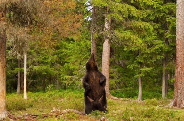 Close Eurasian Brown Bear Standing Its Rear Legs Scratching Back — Fotografia de Stock