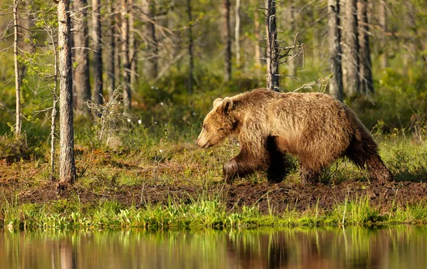 Urso Marrom Eurasiano Caminhando Por Uma Lagoa Floresta Outono Finlândia — Fotografia de Stock