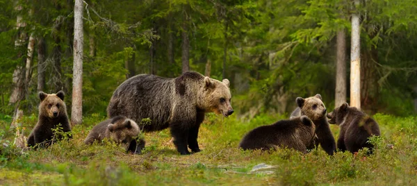 Acercamiento Osa Parda Eurasiática Ursos Arctos Sus Cachorros Bosque Boreal — Foto de Stock
