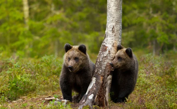 Close Lindo Eurasian Brown Urso Filhotes Uma Floresta Finlândia — Fotografia de Stock