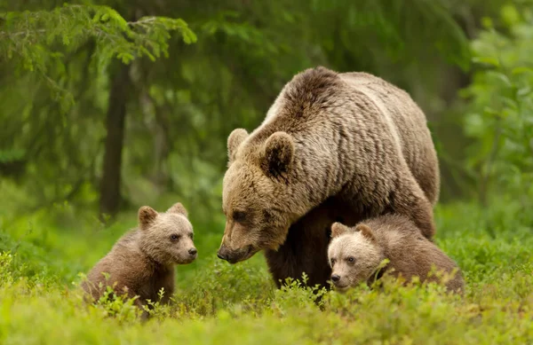 Närbild Brunbjörnen Eurasien Ursos Arctos Och Hennes Ungar Boreal Forest — Stockfoto