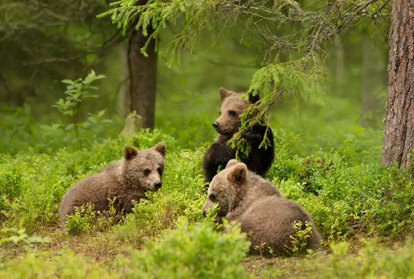 Close Playful European Brown Bear Ursus Arctos Arctos Cubs Woods — 스톡 사진