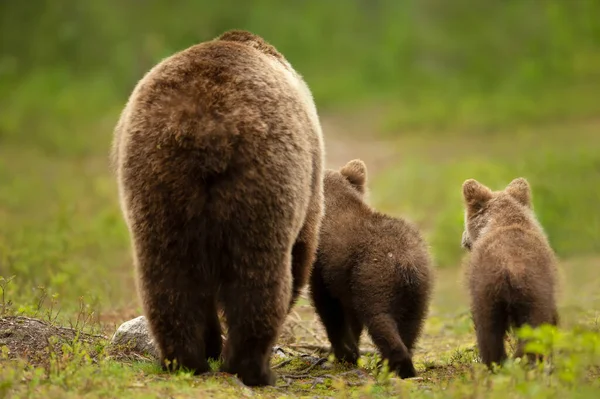 Close Eurasian Brown Bear Ursos Arctos Mama Her Cubs Heading — Fotografia de Stock