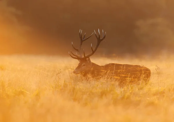 Close Red Deer Stag Rutting Season Sunrise — Stock Photo, Image