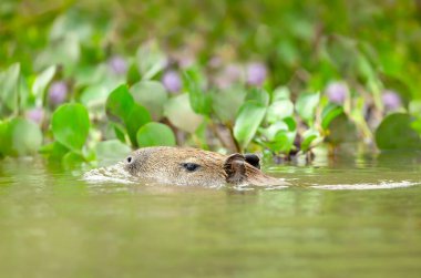 Capybara bir nehirde yüzüyor, Güney Pantanal, Brezilya.