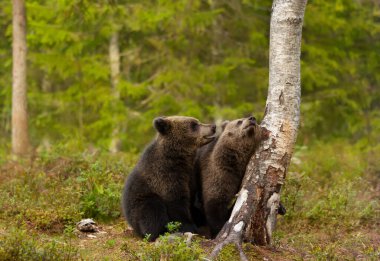 Close up of playful European brown bear (Ursus arctos arctos) cubs in the woods of Finland.