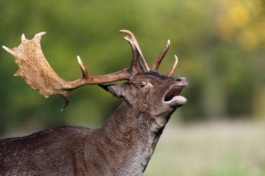 İngiltere 'de çiftleşme mevsiminde Fallow geyik geyiğine yakın çekim..