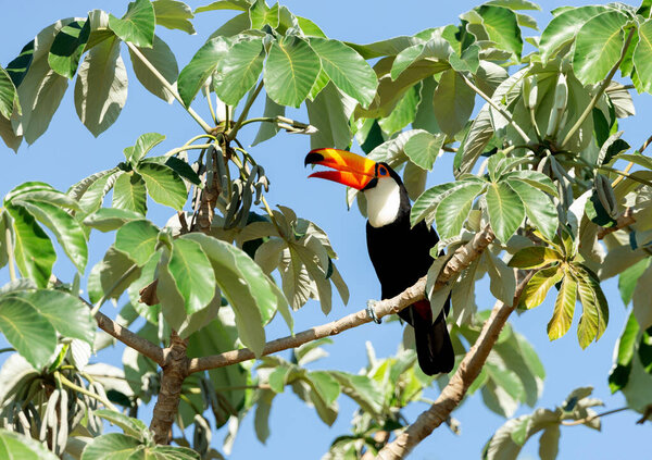 Close up of a Toco Toucan perched in a tree, Pantanal, Brazil.