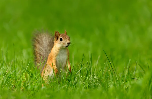 Close Red Squirrel Sciurus Vulgaris Green Grass — Stock Photo, Image