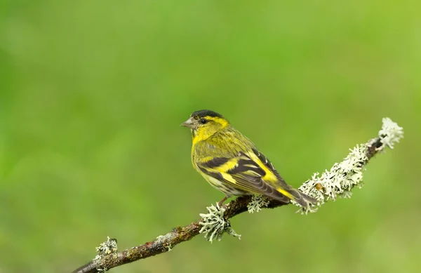 Close Eurasian Siskin Spinus Spinus Perched Tree Branch Finland — Stock Photo, Image