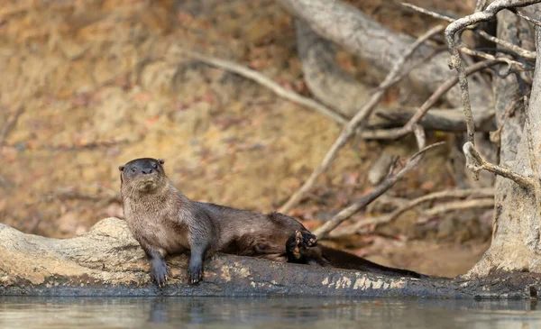 Close Neotropical Otter Lying Falling Tree Riverbank Pantanal Brazil — Stock Photo, Image