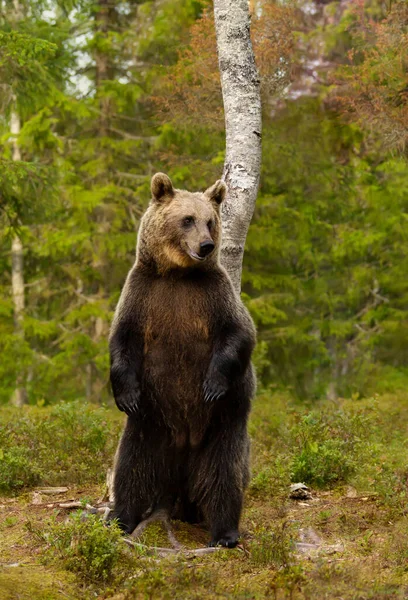 Close Eurasian Brown Bear Standing Hind Legs Finnish Forest — Stock Photo, Image