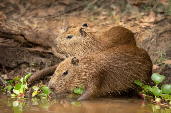 Güney Pantanal Brezilya Bir Nehir Kıyısındaki Iki Küçük Capybaras Kapatın — Stok fotoğraf