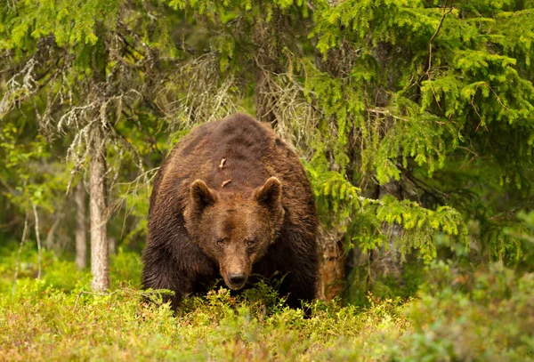 Impressive Portrait Eurasian Brown Bear Forest Finland — Stock Photo, Image