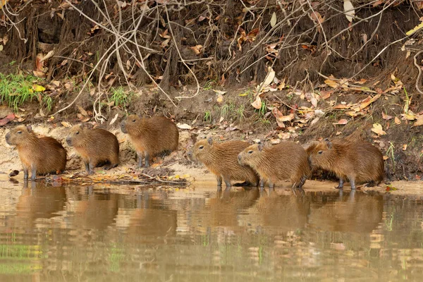 Capybaras Csoport Folyó Partján Észak Pantanal Brazília — Stock Fotó