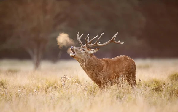 在秋天的锈蚀季节 一只红鹿的近身鸣叫 — 图库照片