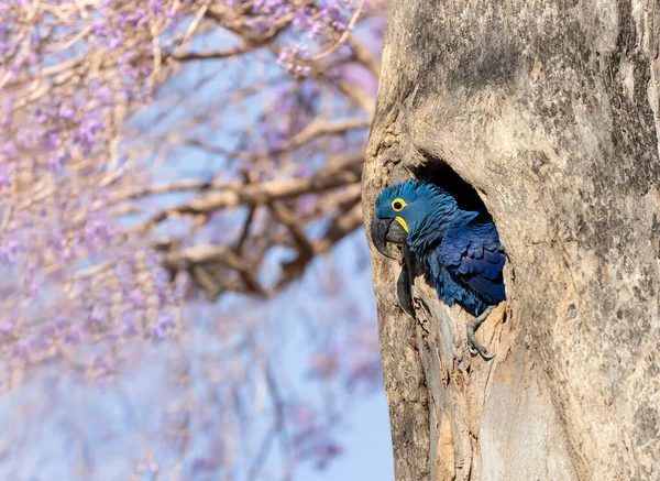 Hyazinthen Ara Thront Frühling Einem Baumloch Süd Pantanal Brasilien — Stockfoto