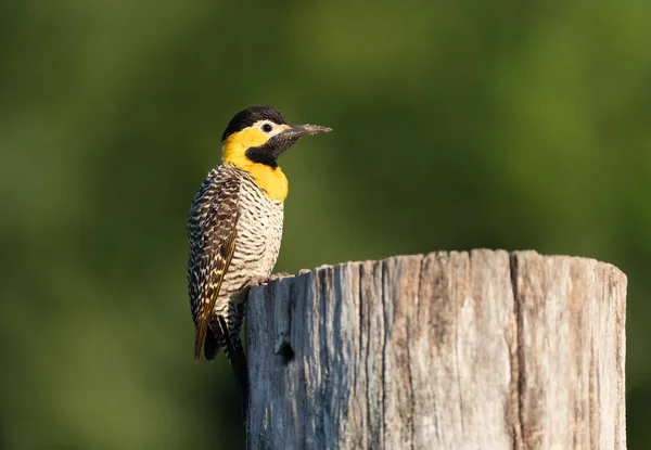 Close Campo Flicker Colaptes Campestris Perched Tree Trunk South Pantanal — Stock Photo, Image