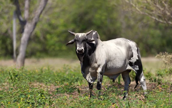 Κοντινό Πλάνο Ενός Ταύρου Nelore Στη Βραζιλιάνικη Φάρμα South Pantanal — Φωτογραφία Αρχείου