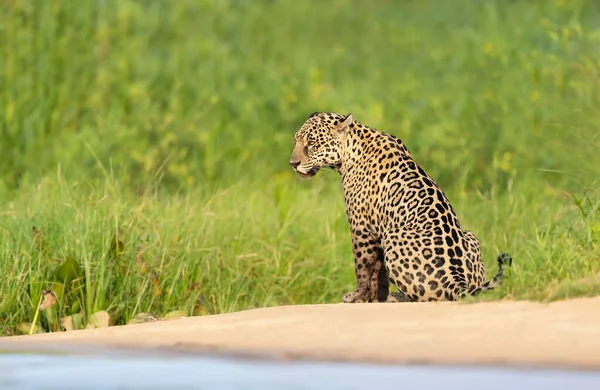 Kumlu Sahildeki Bir Jaguar Yaklaş Nehir Kıyısı Boyunca Pantanal Brezilya — Stok fotoğraf