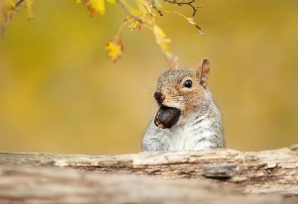 Close Cute Grey Squirrel Acorn Autumn — Stock Photo, Image