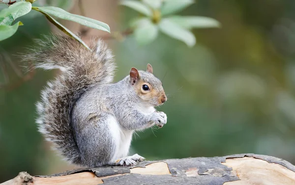 Close Grey Squirrel Tree Branch — Stock Photo, Image