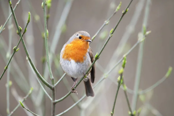 Close European Robin Erithacus Rubecula Perched Tree Branch Spring — Stock Photo, Image