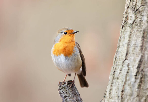 Close up of European Robin (Erithacus rubecula) perched on a tree branch in spring, UK.