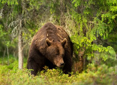 Finlandiya 'da bir ormanda Avrasya Kahverengi Ayısı' nın etkileyici portresi.