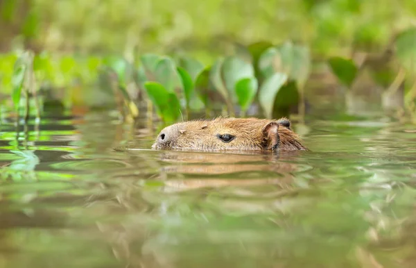 Capybara Swimming River South Pantanal Brazil — Stock Photo, Image