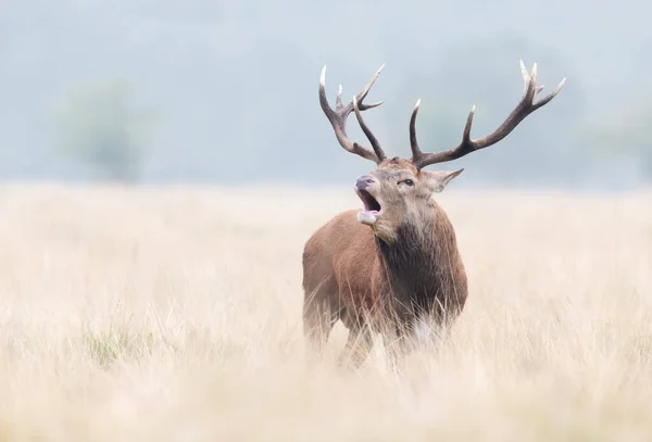 Close Red Deer Stag Calling Rut — Photo