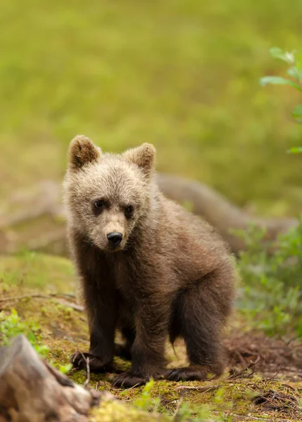 Лесу Финляндии Нашли Симпатичного Медвежонка — стоковое фото