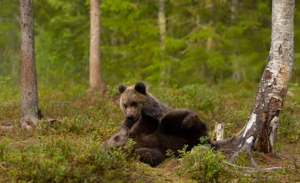 Zbliżenie Zabawnych Europejskich Młodych Niedźwiedzi Brunatnych Ursus Arctos Arctos Lasach — Zdjęcie stockowe