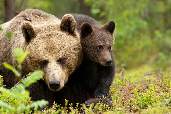 Поруч Самицею Євразійського Бурого Ведмедя Ursos Arctos Малям Справжніх Лісах — стокове фото