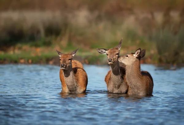 Primer Plano Grupo Ciervos Parados Agua Reino Unido — Foto de Stock