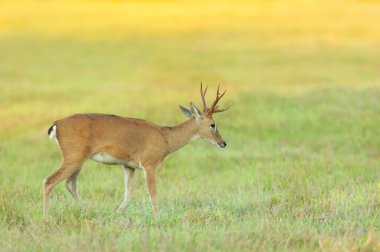 Gün batımında otlayan bir Pampas geyiğinin yakınında, Pantanal, Brezilya.