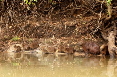 Bir nehir kıyısındaki Capybaras grubu, Kuzey Pantanal, Brezilya.