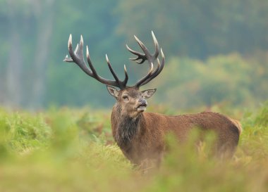 Sonbaharda İngiltere 'de kızıl bir geyik geyiğine yakın..