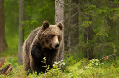 Close up of an Eurasian Brown bear in a forest, Finland.