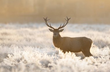İngiltere 'de, kışın donmuş çimlerin üzerinde duran kızıl geyik geyiğine yakın..