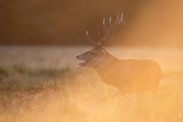 Red Deer Stag Calling Rutting Season Sunrise — Stock Photo, Image
