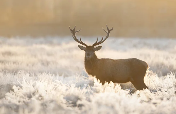 겨울에 서리가 뿌려진 위에서 사슴을 가까이 — 스톡 사진