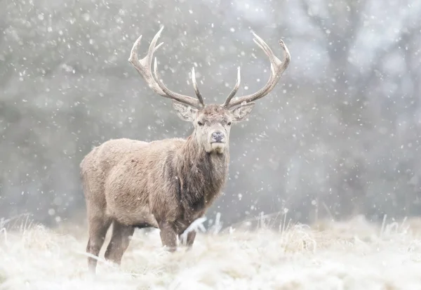 Close Red Deer Stag Falling Snow Winter — Stock Photo, Image
