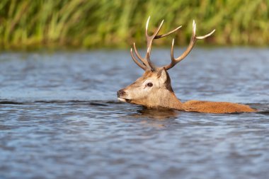 Close-up of a Red deer stag swimming in water during rutting season, UK.