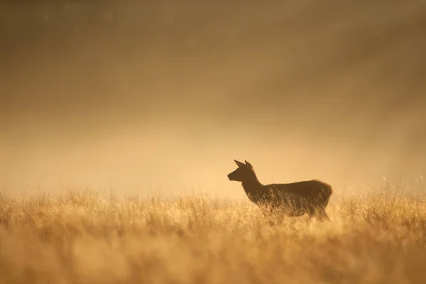 英国日出时一只红鹿后腿的特写 — 图库照片