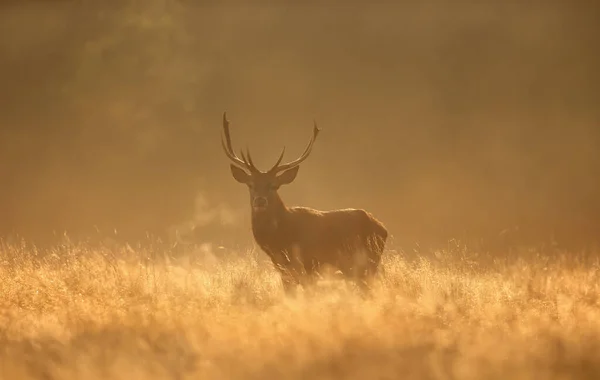 Cerf Red Deer Pendant Saison Rut Lever Soleil Royaume Uni — Photo