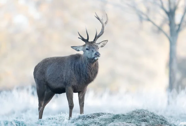 겨울에 사슴의 얼룩을 — 스톡 사진