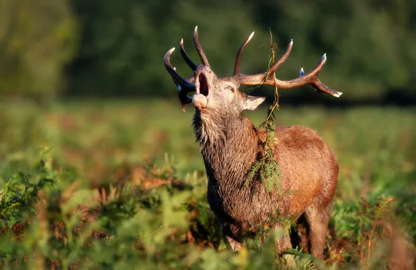 Red Deer Stag Calling Rut Autumn — Stock Fotó